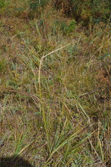 Stipa krylovii