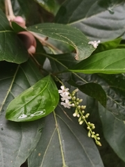Citharexylum spinosum