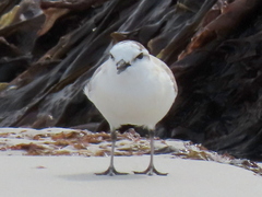 Charadrius marginatus marginatus