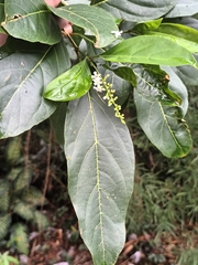 Citharexylum spinosum