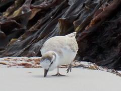 Charadrius marginatus marginatus