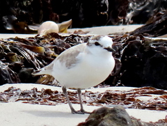 Charadrius marginatus marginatus