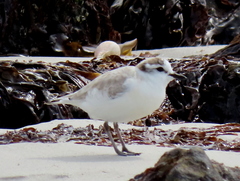 Charadrius marginatus marginatus
