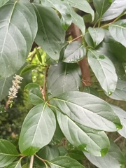Citharexylum spinosum