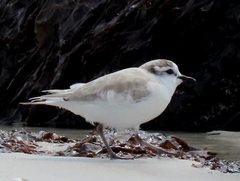 Charadrius marginatus marginatus