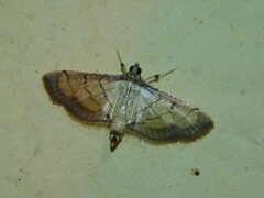 Marasmia poeyalis