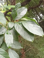 Citharexylum spinosum