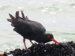 Haematopus moquini