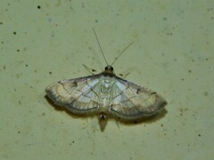 Marasmia poeyalis
