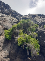 Melaleuca howeana