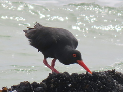 Haematopus moquini