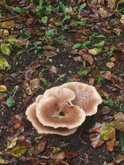 Agaricales