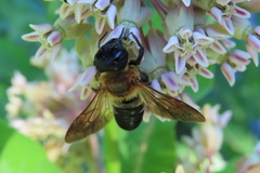 Megachile sculpturalis