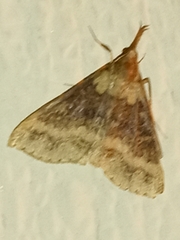 Renia discoloralis