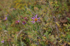 Galatella dahurica