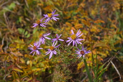 Galatella dahurica