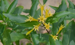 Cestrum