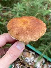 Suillus cavipes