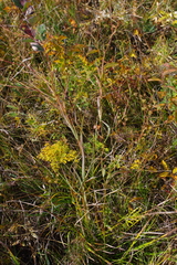 Bupleurum scorzonerifolium