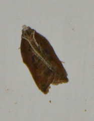 Acleris cristana