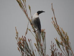 Philemon corniculatus