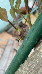 Eupeodes corollae