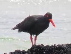 Haematopus moquini