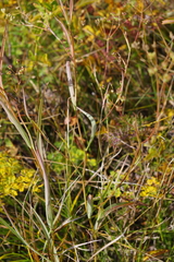 Bupleurum scorzonerifolium