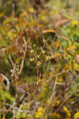 Bupleurum scorzonerifolium