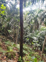 Cyathea howeana