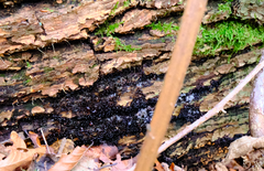 Metatrichia vesparium