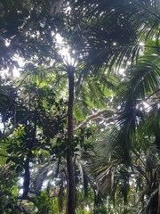 Cyathea howeana