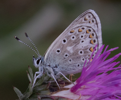 Polyommatus eros