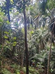 Cyathea howeana