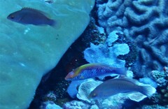 Mirolabrichthys tuka