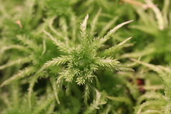 Sphagnum squarrosum