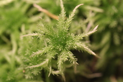 Sphagnum squarrosum