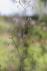 Dianella rara