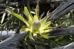 Leucadendron