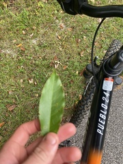 Salix babylonica