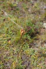 Lilium pumilum
