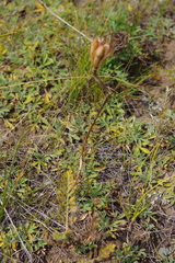 Lilium pumilum