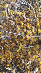 Syntrichia