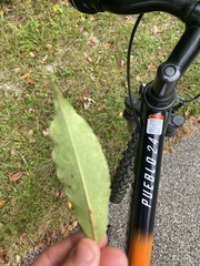 Salix babylonica