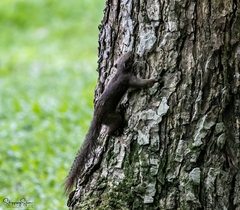 Callosciurus notatus