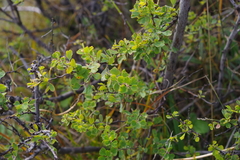 Spiraea aquilegifolia