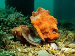 Mimachlamys asperrima