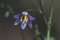Dianella rara