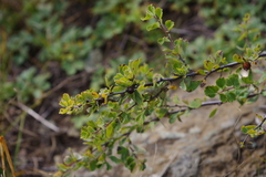 Spiraea aquilegifolia