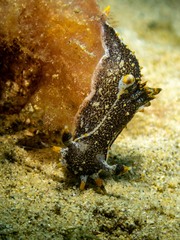 Polycera hedgpethi